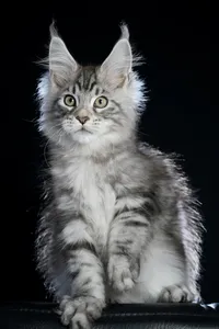 Maine Coon kitten