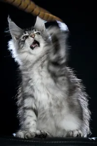 Maine Coon kitten