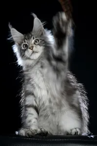 Maine Coon kitten
