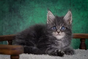 Maine Coon kitten