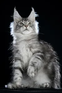 Maine Coon kitten