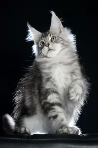 Maine Coon kitten