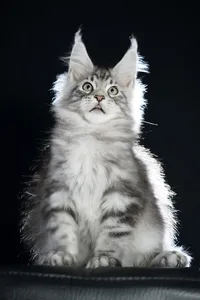 Maine Coon kitten