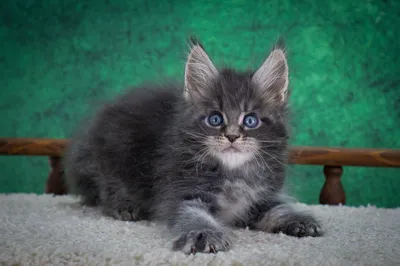 Maine Coon kitten