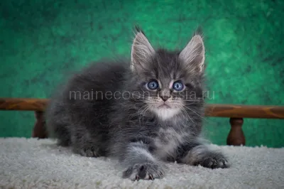 Maine Coon kitten