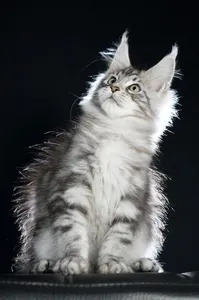 Maine Coon kitten
