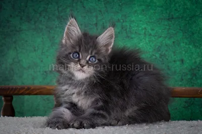 Maine Coon kitten