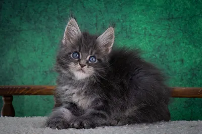 Котенок мейн-кун