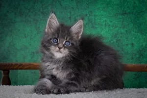 Maine Coon kitten