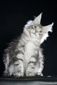 Maine Coon kitten