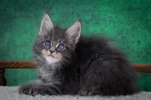 Maine Coon kitten