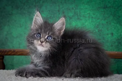 Maine Coon kitten
