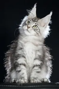 Maine Coon kitten
