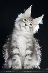 Maine Coon kitten