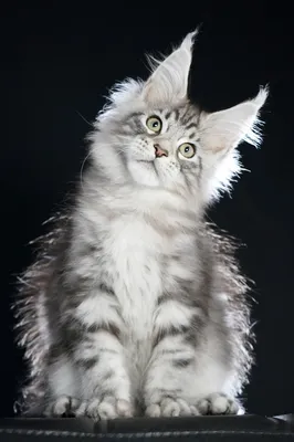 Maine Coon kitten