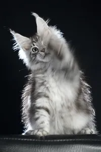 Maine Coon kitten
