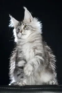 Maine Coon kitten