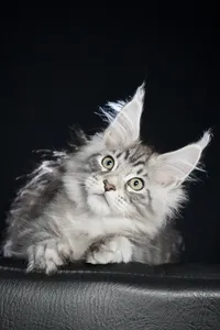 Maine Coon kitten