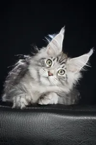 Maine Coon kitten