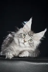 Maine Coon kitten