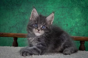 Maine Coon kitten