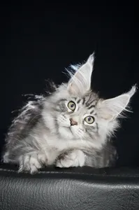 Maine Coon kitten