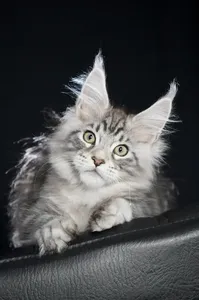 Maine Coon kitten