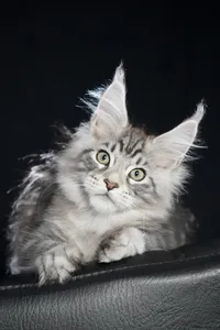 Maine Coon kitten