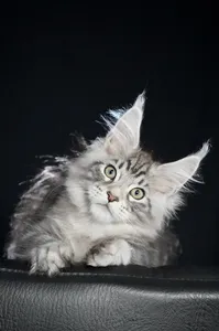 Maine Coon kitten