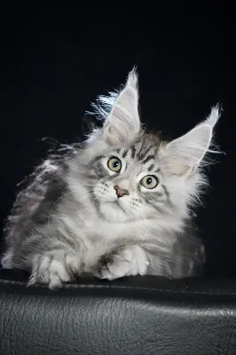 Maine Coon kitten