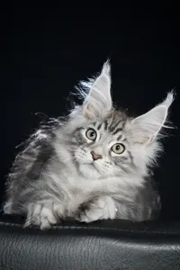 Maine Coon kitten