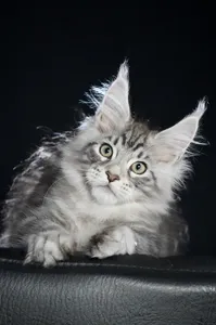 Maine Coon kitten