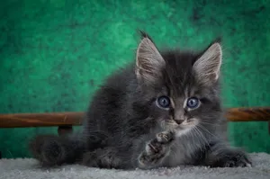 Maine Coon kitten