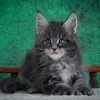 King - photo 11