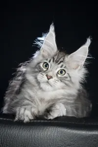 Maine Coon kitten
