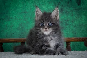 Maine Coon kitten