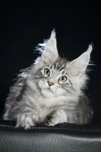 Maine Coon kitten