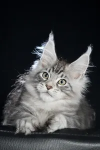 Maine Coon kitten