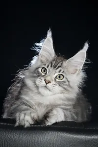 Maine Coon kitten