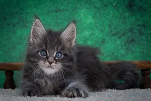Maine Coon kitten