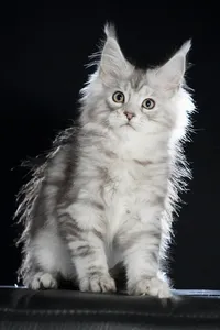 Maine Coon kitten