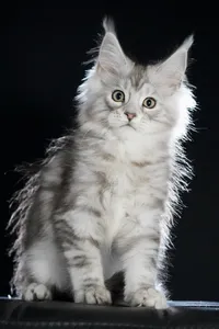 Maine Coon kitten