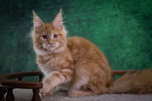 Котенок мейн-кун