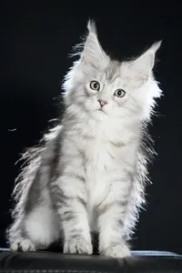 Maine Coon kitten