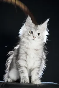 Maine Coon kitten