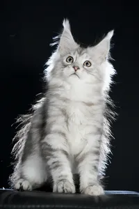 Maine Coon kitten