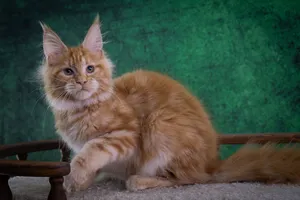 Котенок мейн-кун