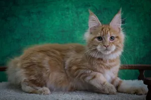 Котенок мейн-кун