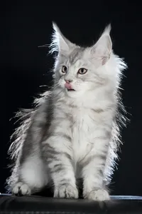 Maine Coon kitten
