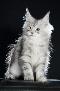 Maine Coon kitten